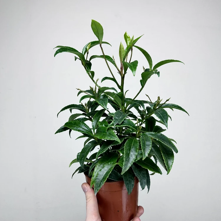 Ardisia Ardizja P12 #4
