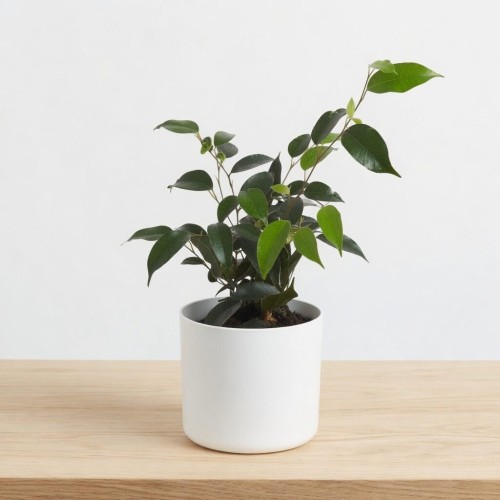 Ficus benjamina Danielle Fikus P12