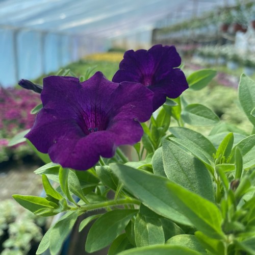 Supertunia Mini Vista Ultramarine