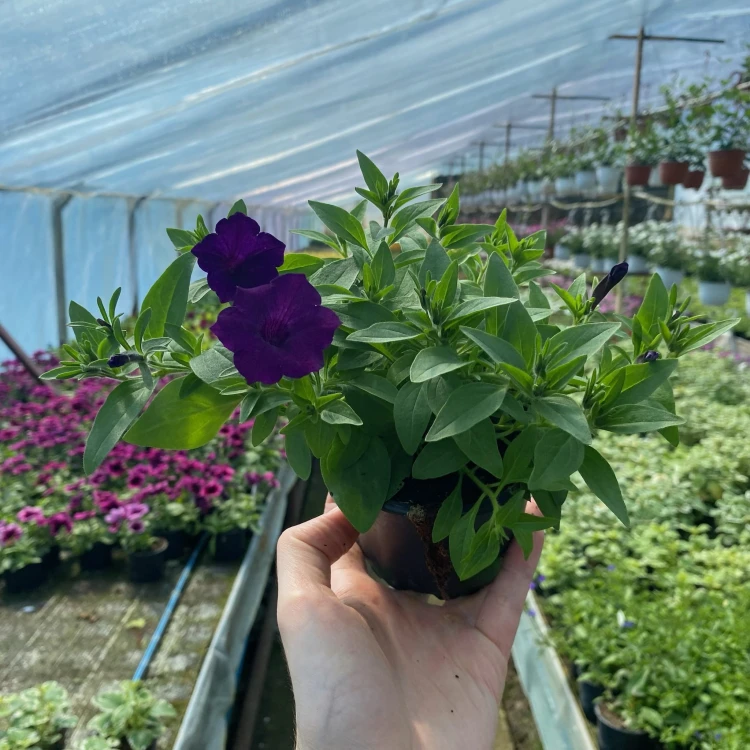 Supertunia Mini Vista Ultramarine