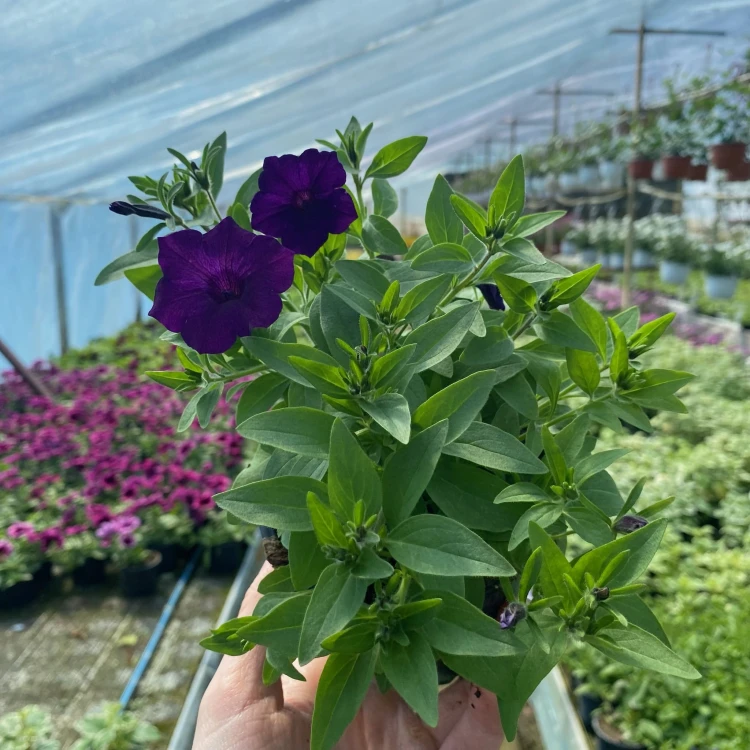Supertunia Mini Vista Ultramarine
