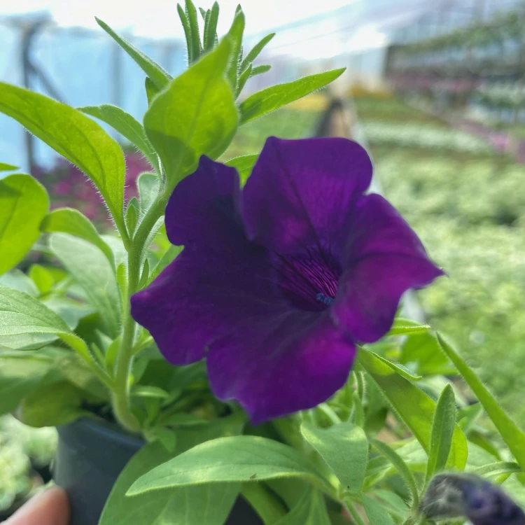 Supertunia Mini Vista Ultramarine