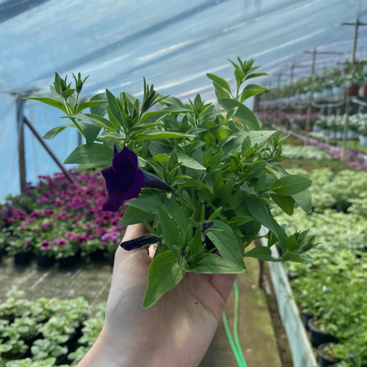 Supertunia Mini Vista Ultramarine