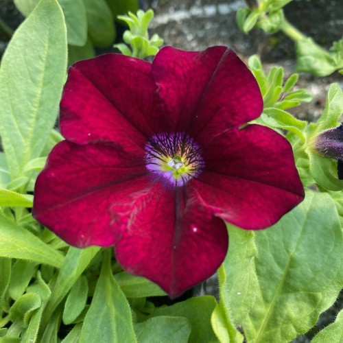 Surfinia Burgundy Petunia Bordowa
