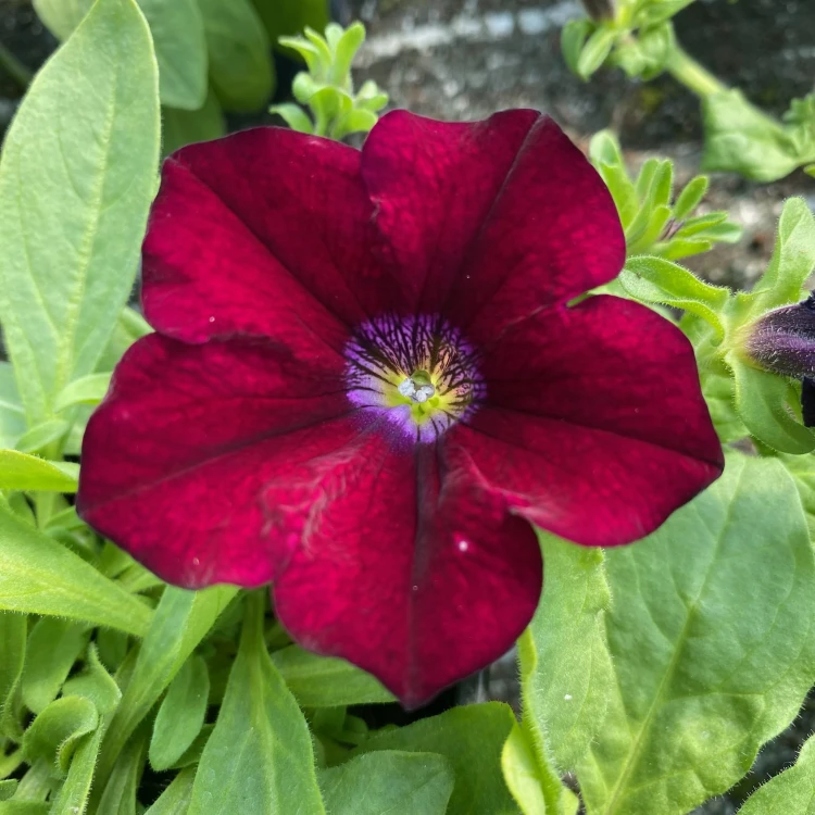 Surfinia Burgundy Petunia Bordowa
