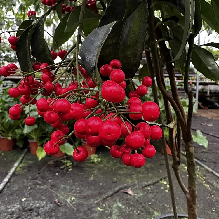Ardisia Ardizja P12 #5