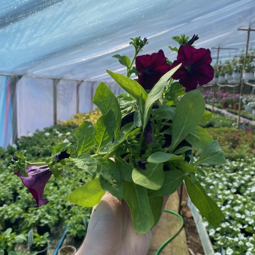 Surfinia Burgundy Petunia Bordowa