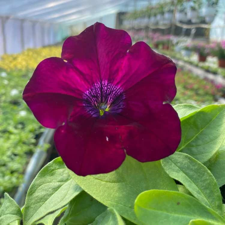 Surfinia Burgundy Petunia Bordowa