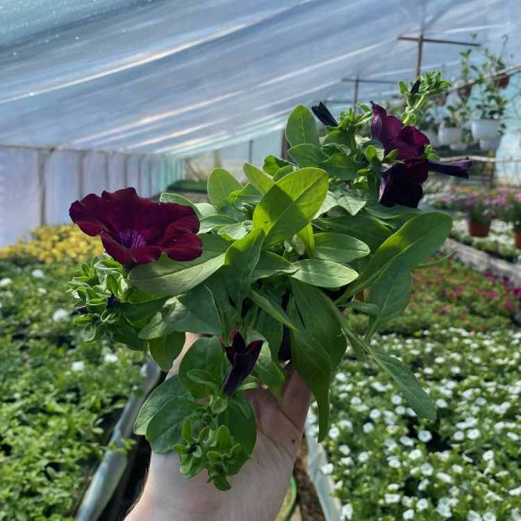 Surfinia Burgundy Petunia Bordowa