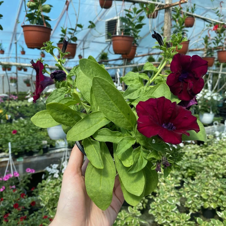 Surfinia Burgundy Petunia Bordowa