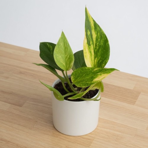 grok-image-4edb7cef-5261-4a14-9e1e-997649bfa321.png