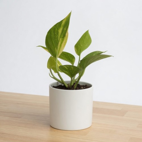 grok-image-4622d9af-5481-4a4f-a456-37c7710bf280.png