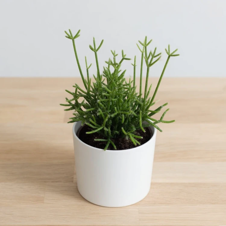 Rhipsalis cereuscula P9