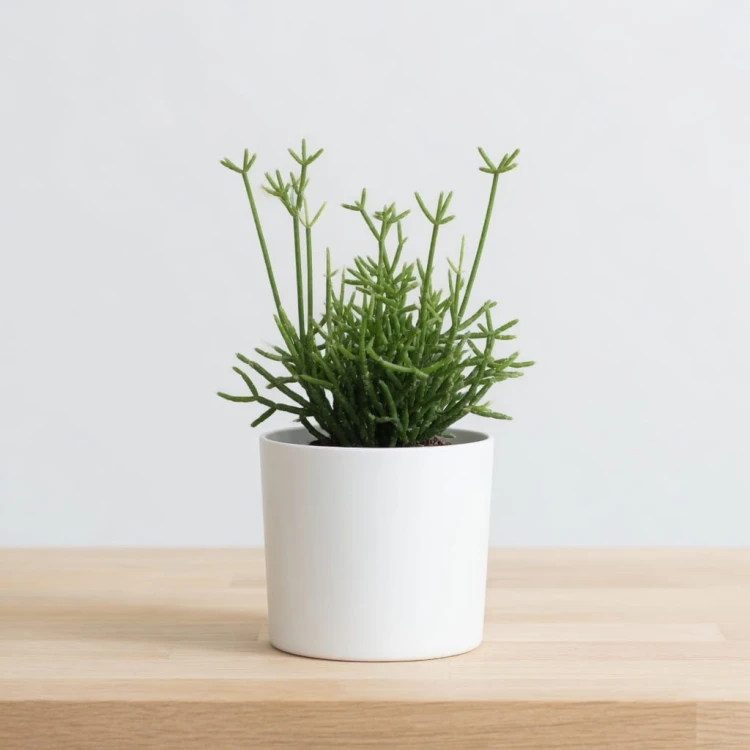 Rhipsalis cereuscula P9