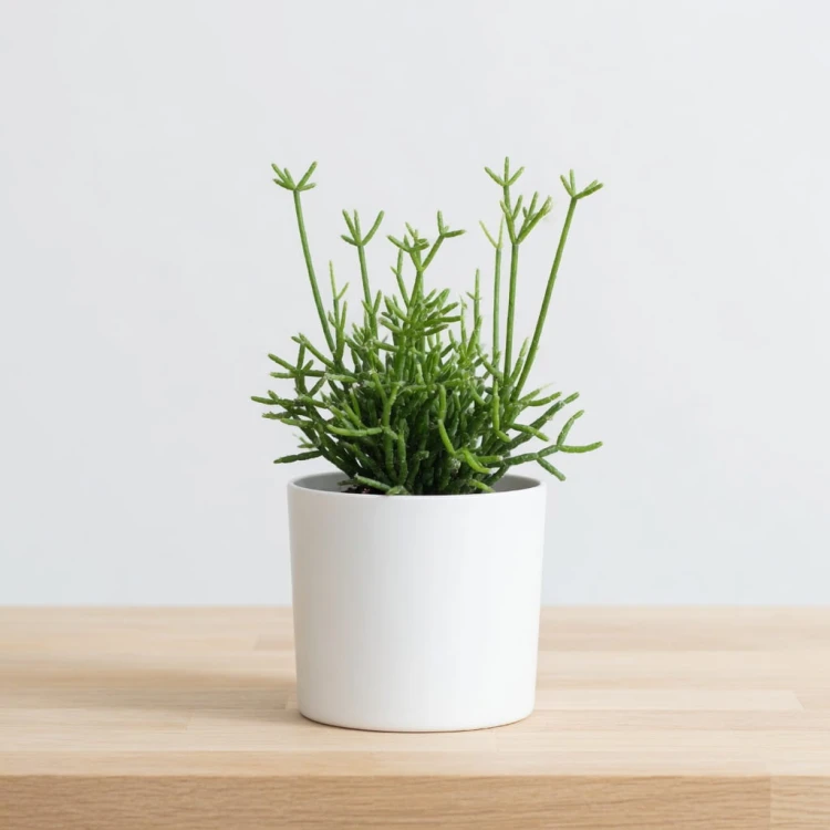 Rhipsalis cereuscula P9