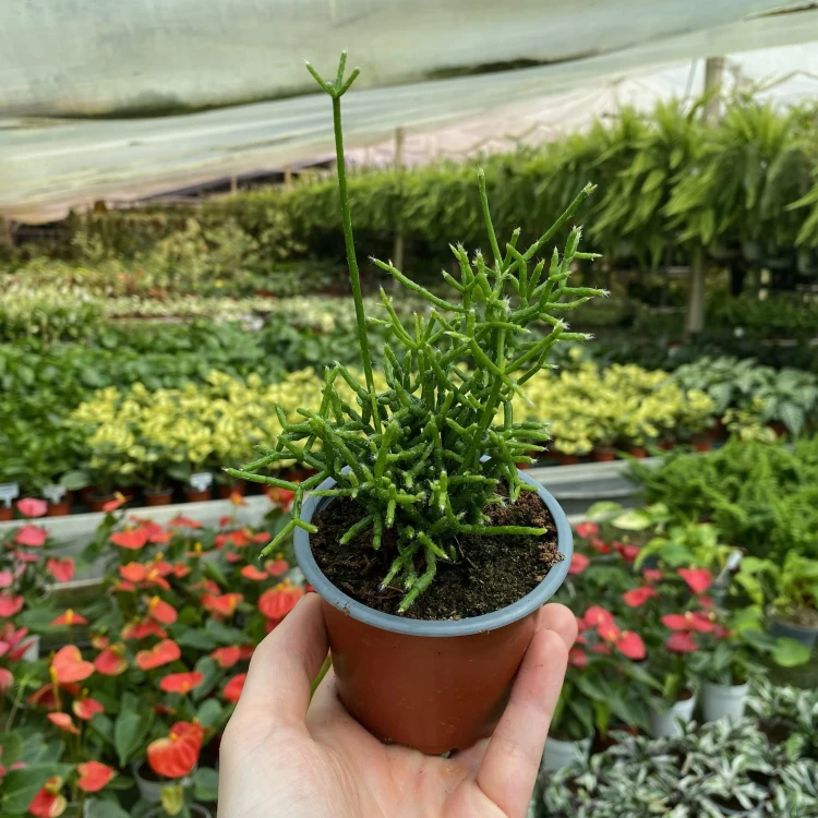 Rhipsalis cereuscula P9