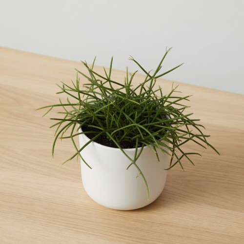 Rhipsalis cassutha P9