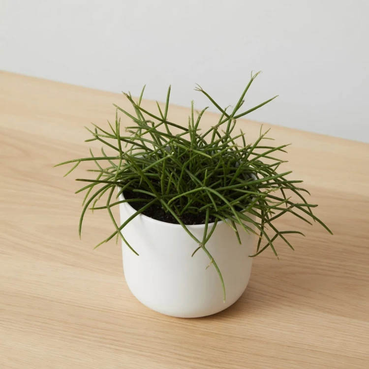 Rhipsalis cassutha P9