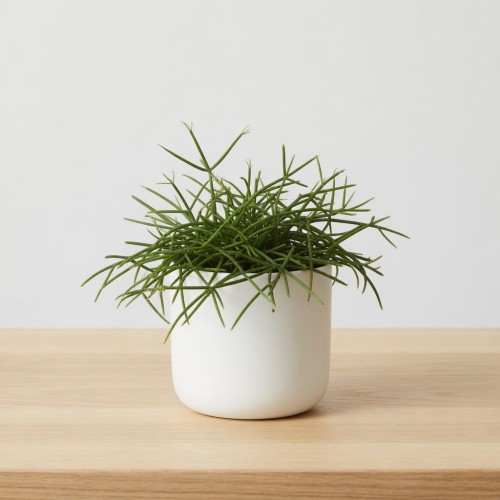 Rhipsalis cassutha P9