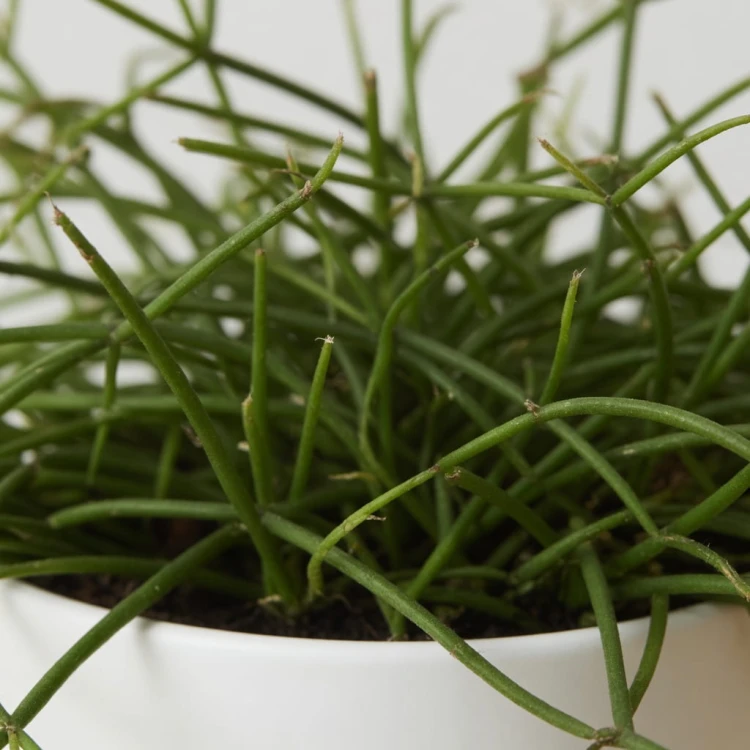Rhipsalis cassutha P9