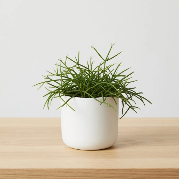 Rhipsalis cassutha P9