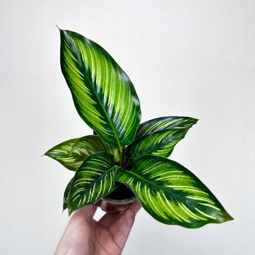 Calathea Beauty Star Kalatea #2