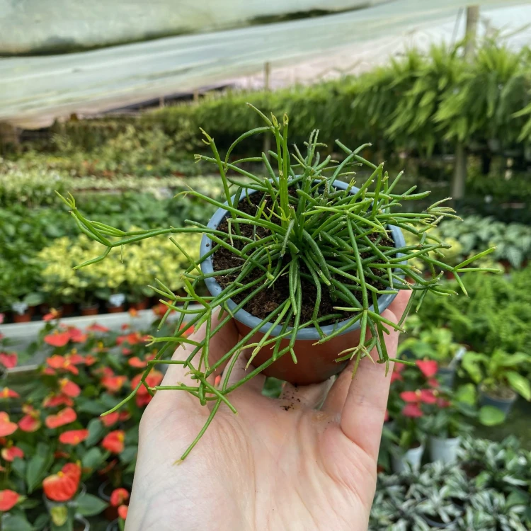 Rhipsalis cassutha P9