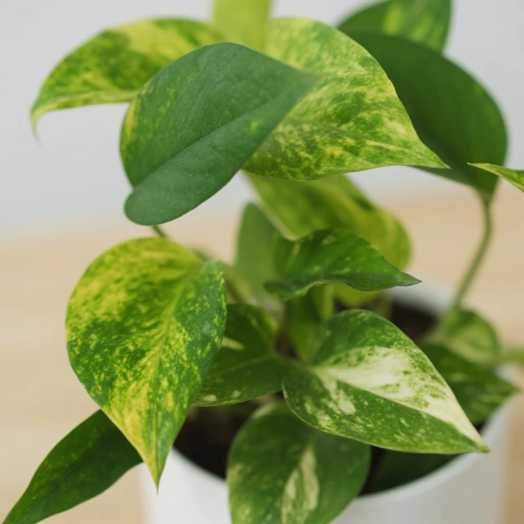 Epipremnum pinnatum Hicolor P12