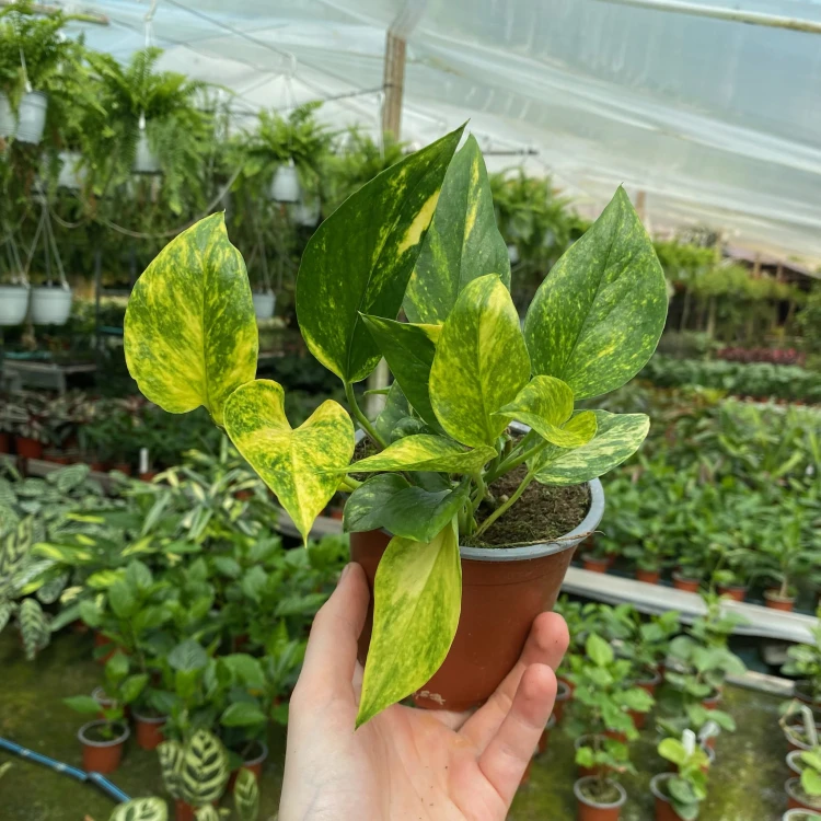 Epipremnum pinnatum Hicolor P12