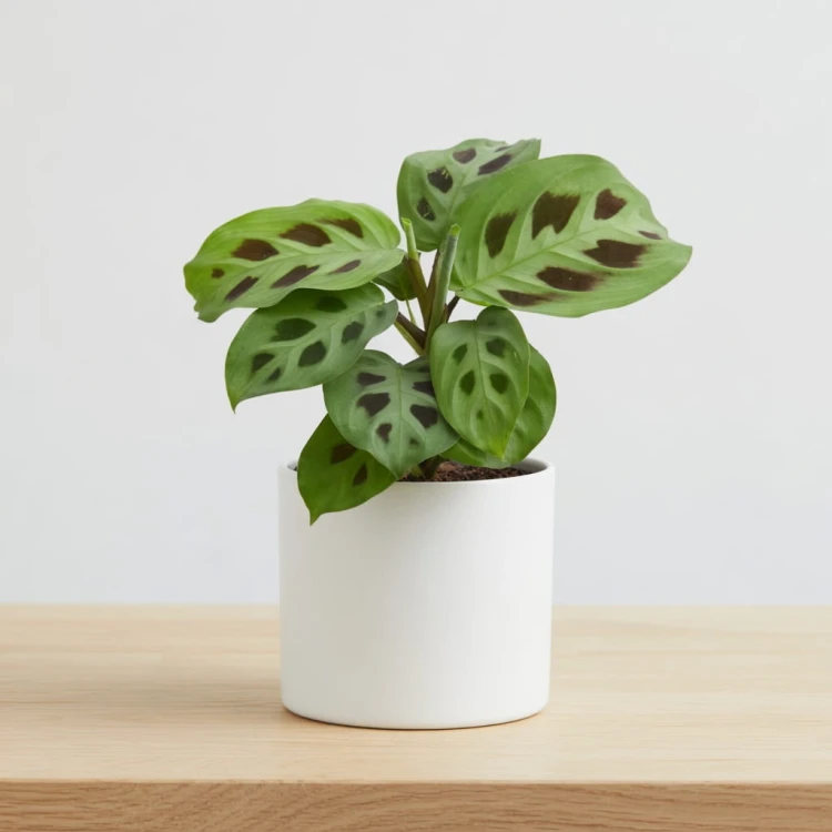 Maranta Leuconeura Kerchoveana P7
