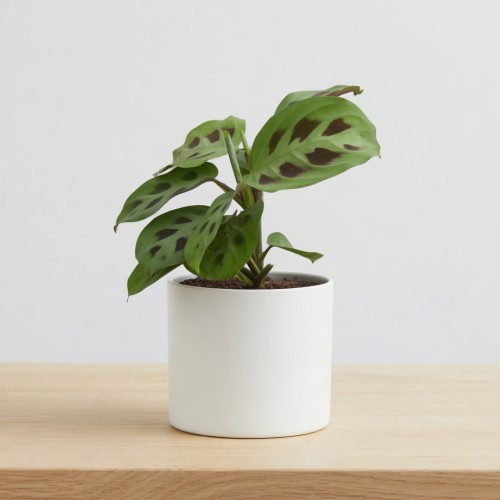 Maranta Leuconeura Kerchoveana P7