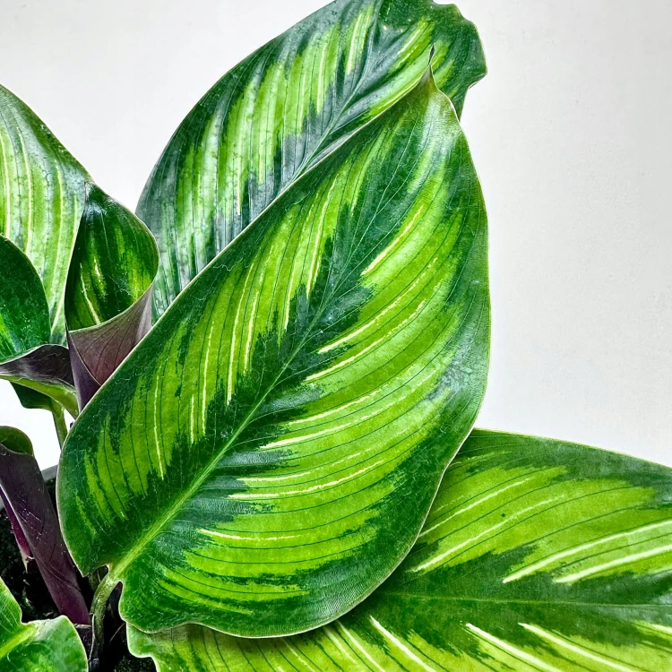 Calathea Beauty Star Kalatea #3