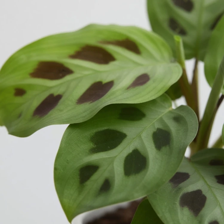 Maranta Leuconeura Kerchoveana P7