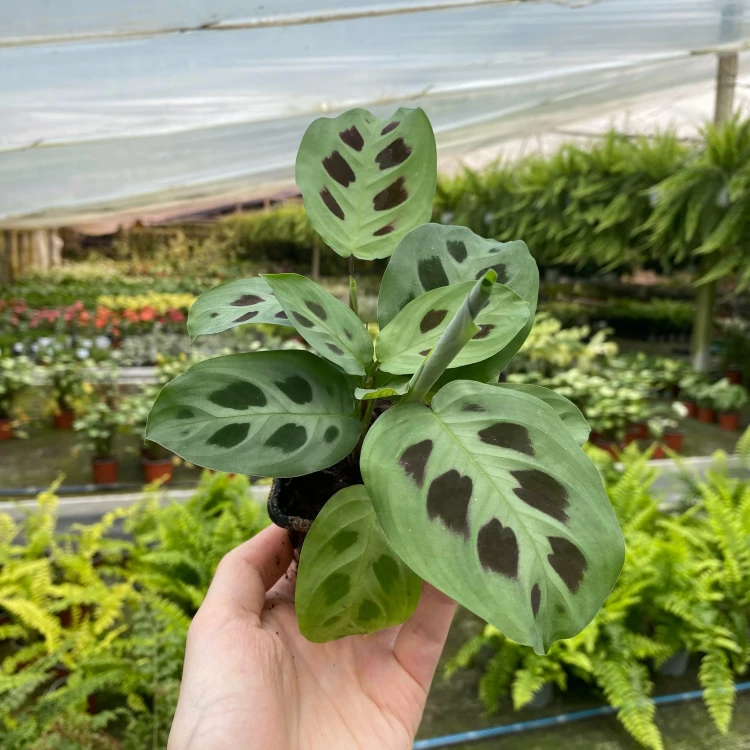 Maranta Leuconeura Kerchoveana P7