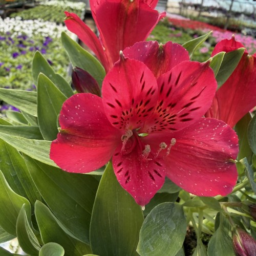 Alstroemeria Inticancha Red Alstromeria