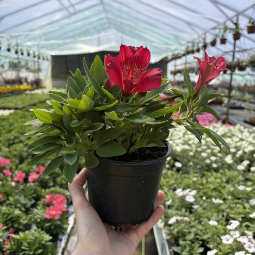 Alstroemeria Inticancha Red Alstromeria