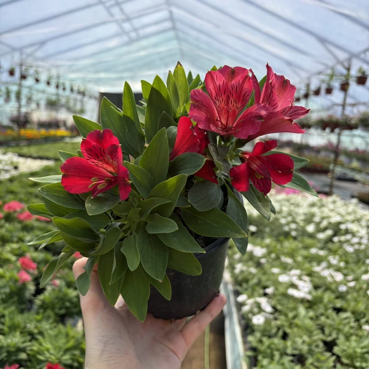 Alstroemeria Inticancha Red Alstromeria