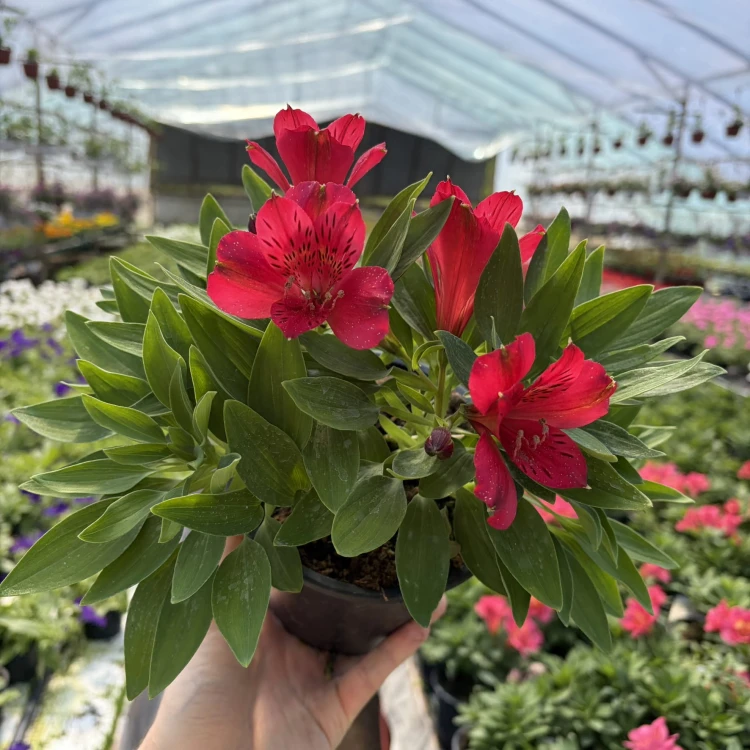Alstroemeria Inticancha Red Alstromeria