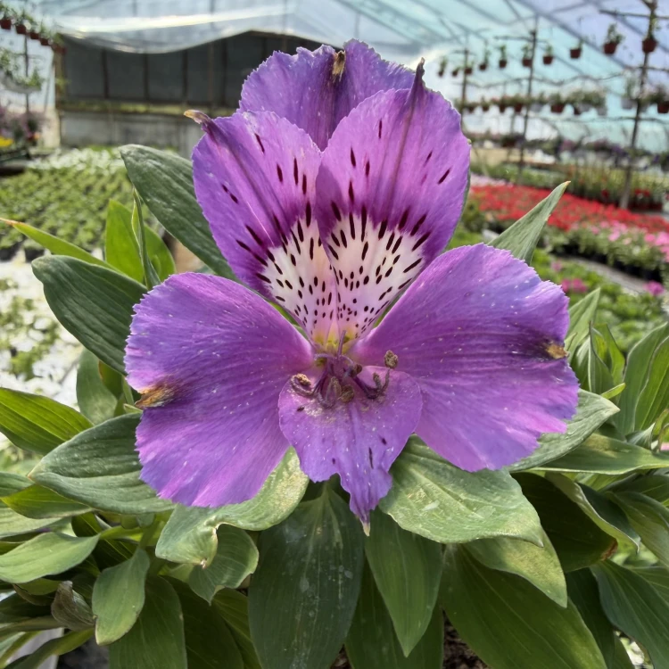 Alstroemeria Inticancha Indigo Alstromeria