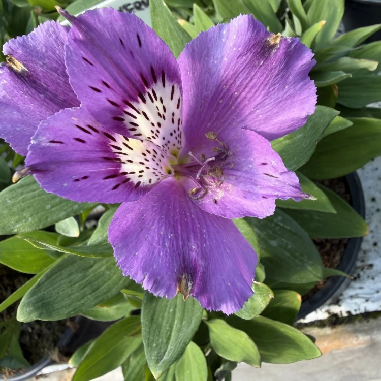 Alstroemeria Inticancha Indigo Alstromeria
