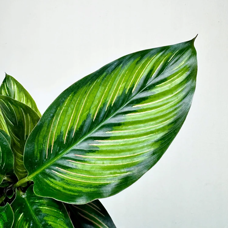Calathea Beauty Star Kalatea #4