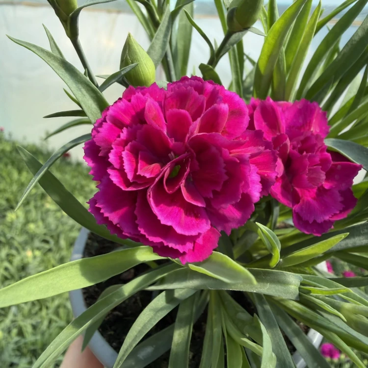 Goździk  dinamic Violet Dianthus caryophyllus