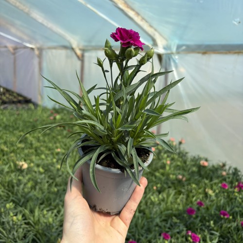 Goździk  dinamic Violet Dianthus caryophyllus