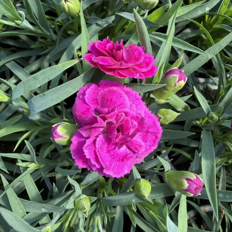 Goździk  dinamic Violet Dianthus caryophyllus