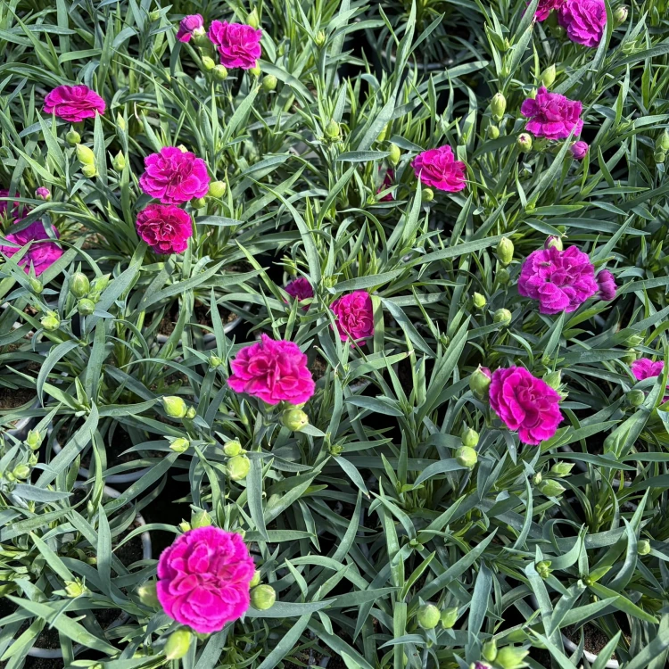Goździk  dinamic Violet Dianthus caryophyllus