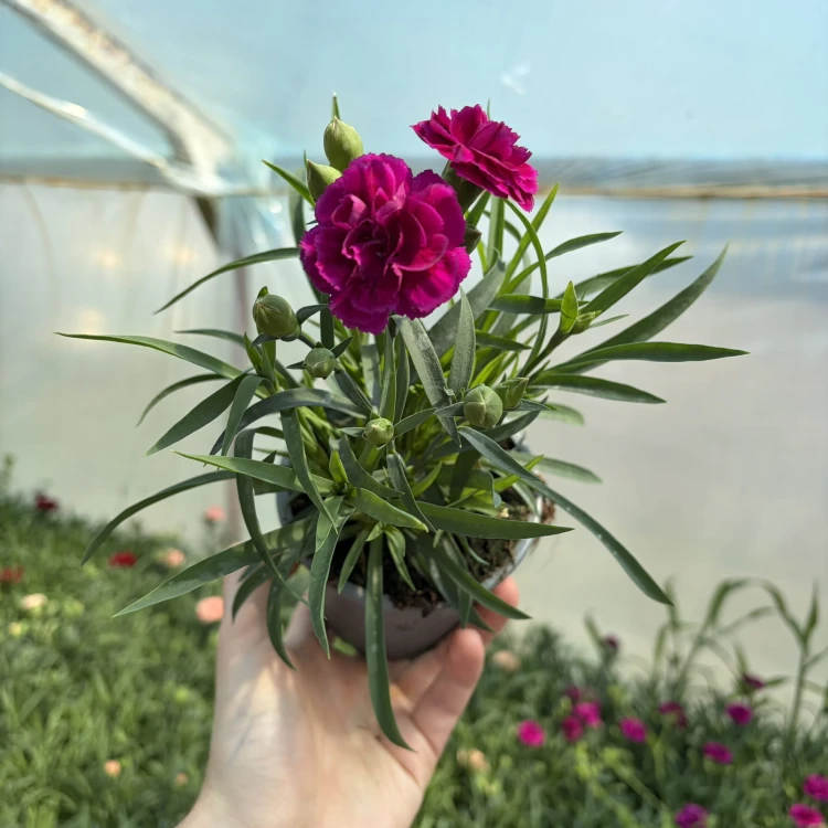 Goździk  dinamic Violet Dianthus caryophyllus
