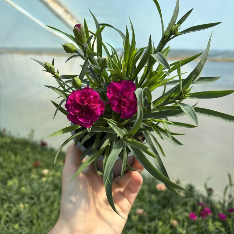 Goździk  dinamic Violet Dianthus caryophyllus