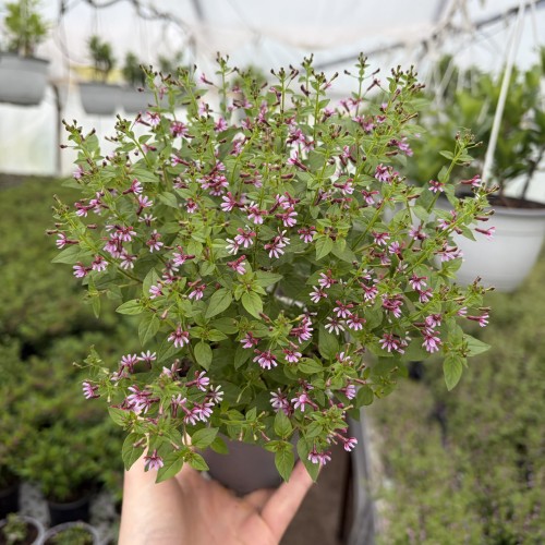 Kufea ramosissima Pink Shammer Cuphea