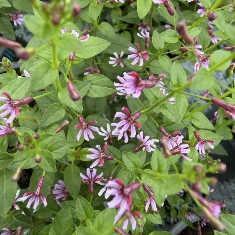 Kufea ramosissima Pink Shammer Cuphea