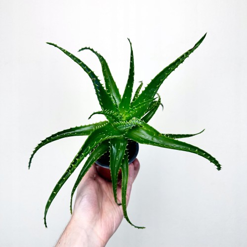 Aloe Arborescens Aloes drzewiasty #1
